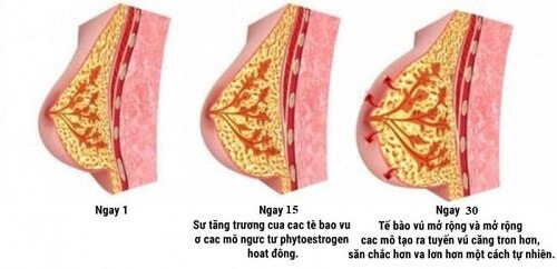 Kem nở ngực Nga sẽ giúp tăng 3-4cm chỉ sau khoảng 1 liệu trình (*)