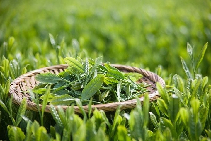Serum còn chứa 39 thành phần thực vật, thảo dược tự nhiên điển hình như trà xanh